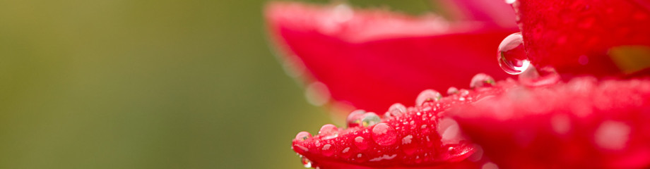 70 Jahre Schrebergartenverein Rüsselsheim e.V.